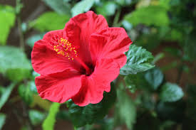 Can hibiscus be used on all hair types?