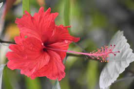 Can hibiscus help with dandruff or scalp issues?