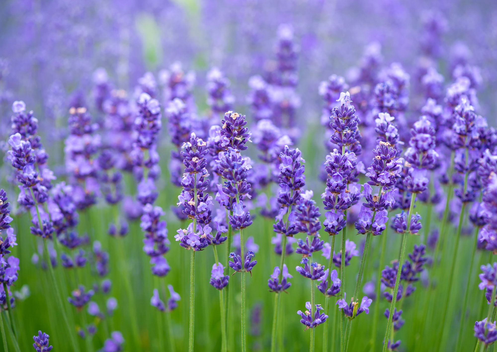 Can lavender be used on all hair types?