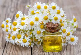 What is Chamomile? Chamomile’s effects on hair