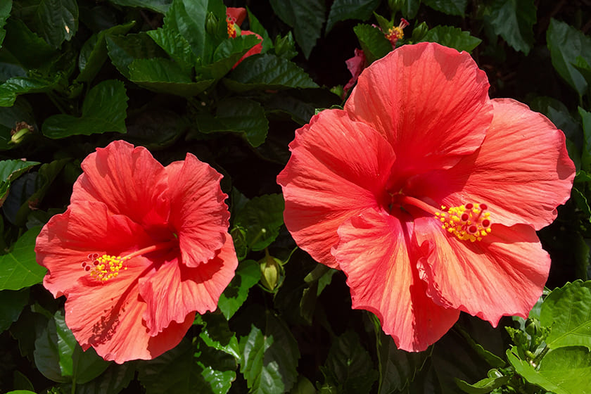 What is Hibiscus? Effects of Hibiscus on hair