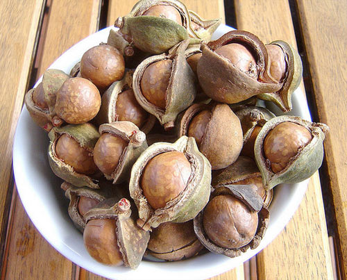 Nutrients contained in macadamia nuts