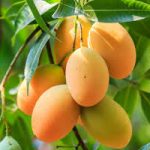 Nutrients contained in Mango fruit