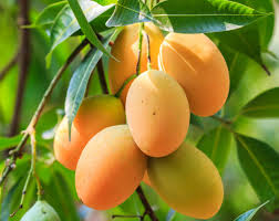 Nutrients contained in Mango fruit