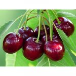 Nutrients found in cherries