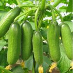 Nutrients found in cucumbers