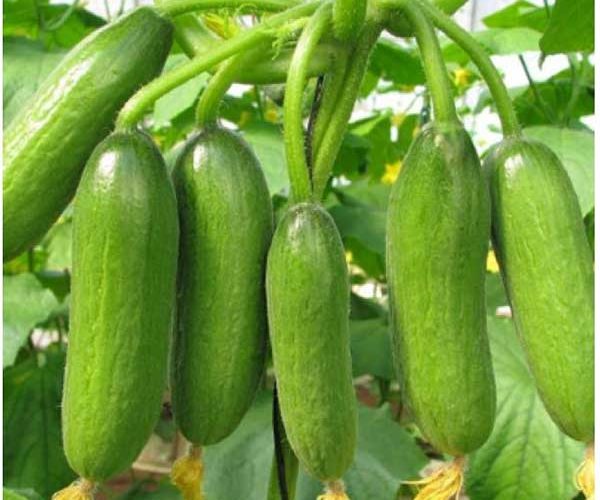 Nutrients found in cucumbers