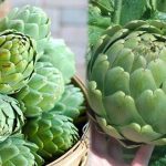 Nutrients contained in artichoke