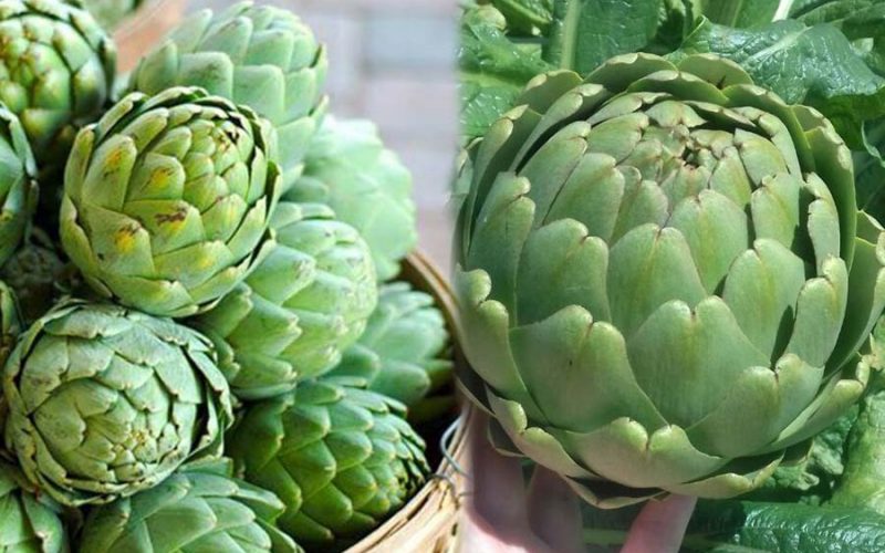 Nutrients contained in artichoke