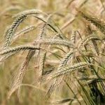 Nutrients contained in barley