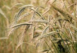 Nutrients contained in barley