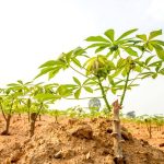 Nutrients contained in cassava root