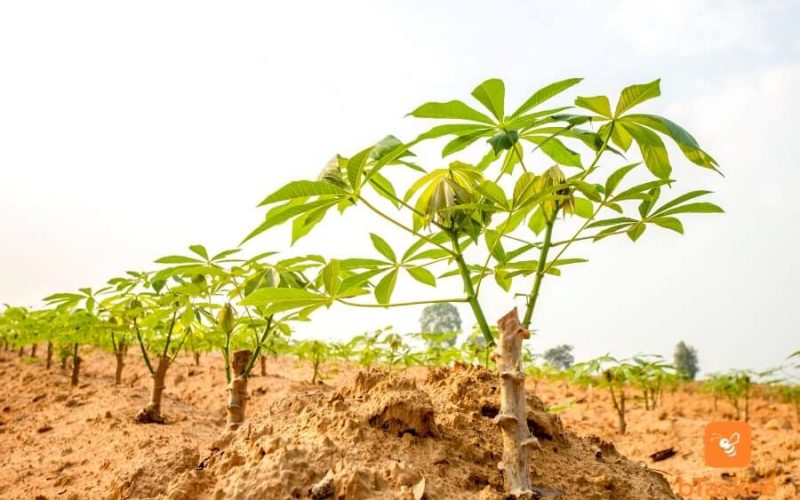 Nutrients contained in cassava root